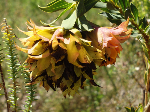 Kirstenbosch National Botanical Garden.